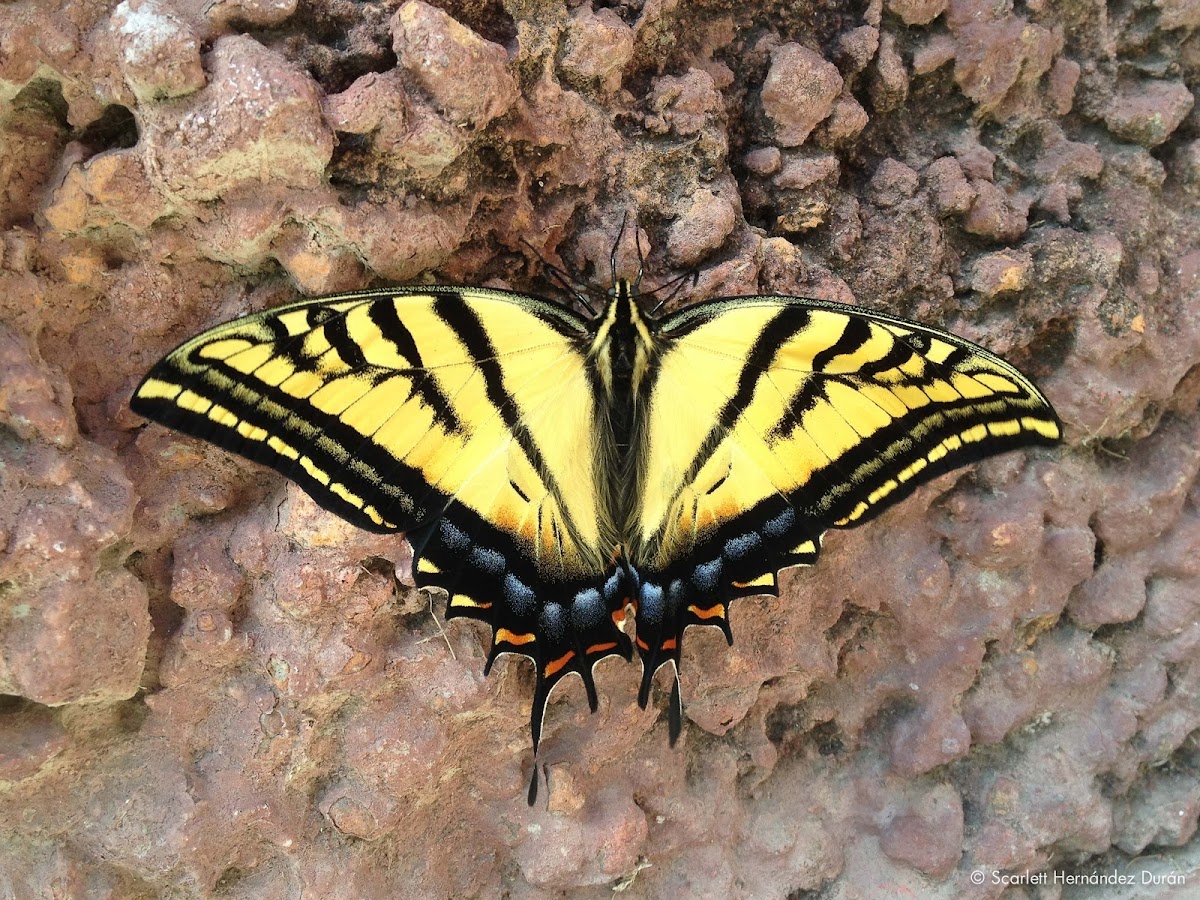Two-tailed Tiger-Swallowtail