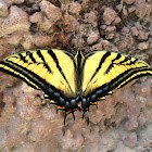 Two-tailed Tiger-Swallowtail
