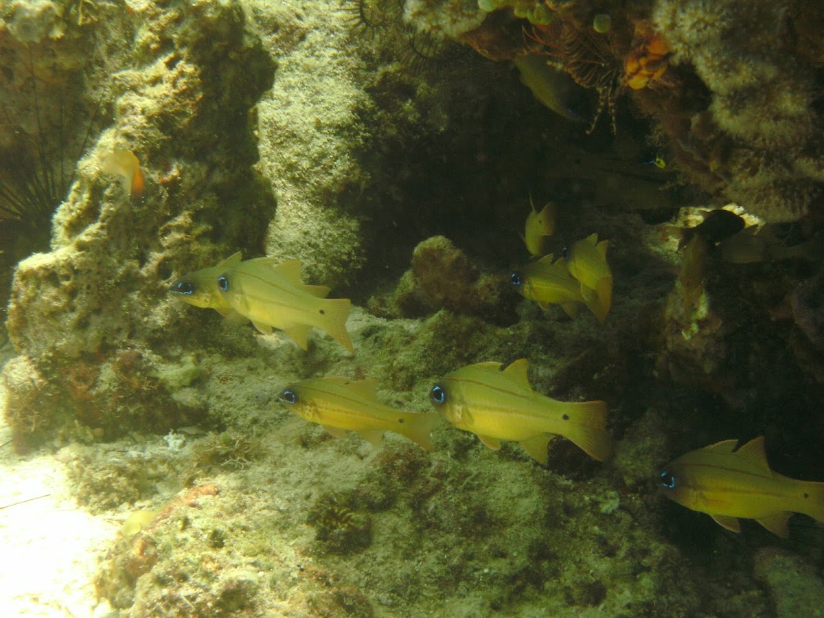 Spotted-gill Cardinalfish