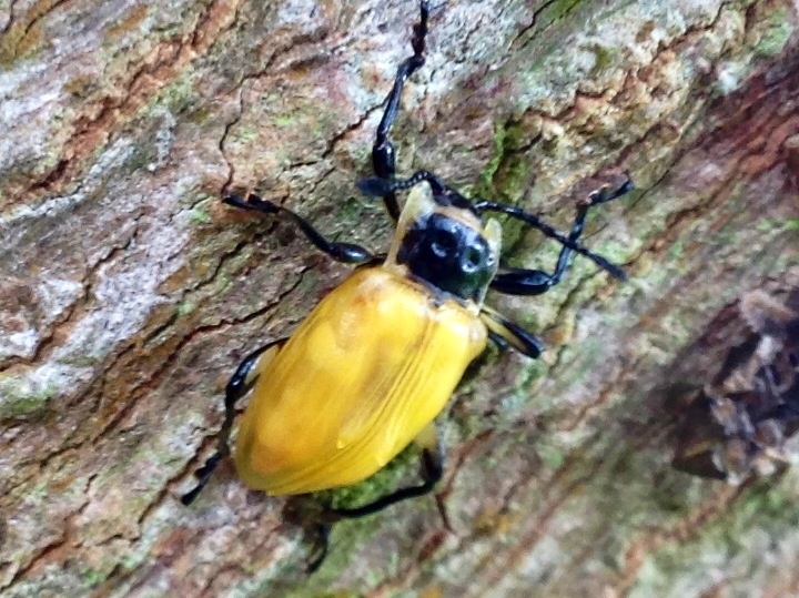 Fungivorous Beetle