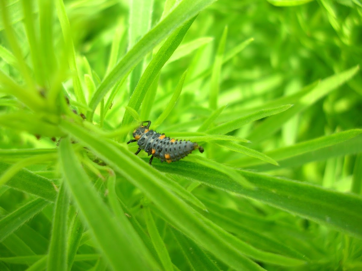 ladybird larv