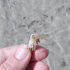 Mediterranean small hermit crab