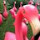 FlamingoFlockin
