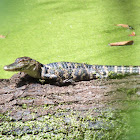 American Alligator (juvenile)