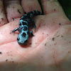 Marbled Salamander