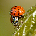Asian multi-colored ladybugs (attempting to mate)