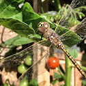 Dragon Fly