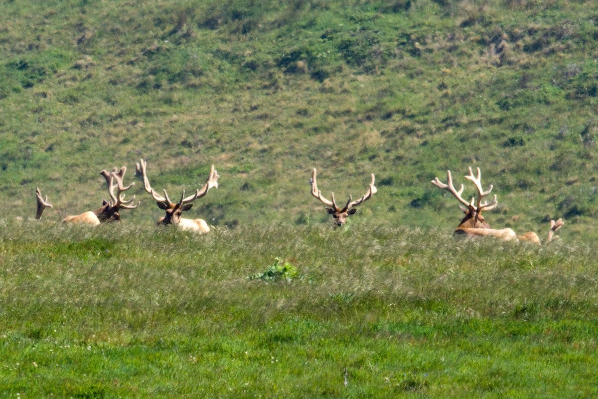 Tule Elk