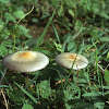 Gold Cap Mushroom
