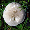 Boletus Fungus