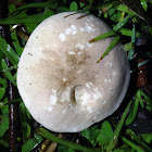 Boletus Fungus