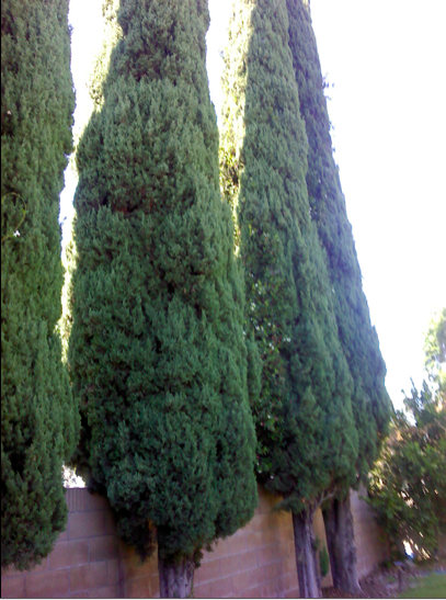 Hollywood Juniper (Juniperus chinensis)