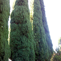 Hollywood Juniper (Juniperus chinensis)
