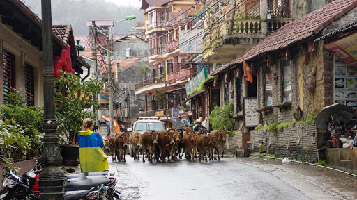 Cows crossing at Sapa, a mountain retreat town frequented by foreigners in the Lào Cai province of Vietnam.