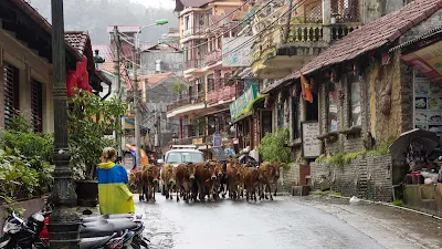 Cows crossing at Sapa, a mountain retreat town frequented by foreigners in the Lào Cai province of Vietnam.