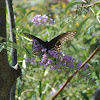 Eastern Black Swallowtail