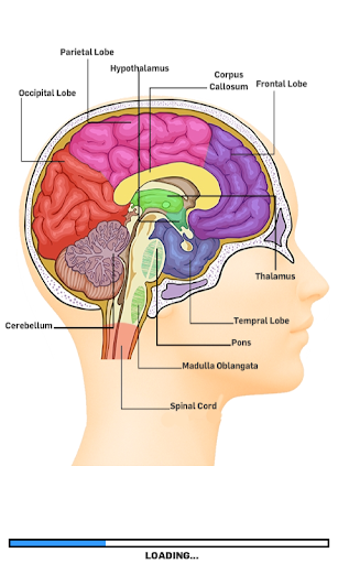 【免費解謎App】神經解剖學遊戲的-APP點子