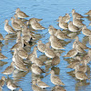 Long-billed Dowitcher