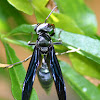 Synoeca Wasp