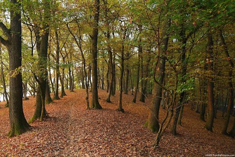 FOREST WALLPAPERS Screenshots 2