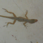 Brown anole