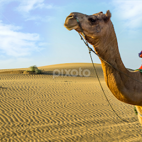 Camel  by Raj Nandi - Landscapes Deserts