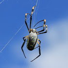 Banded-legged Golden Orb-web Spiders)