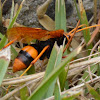 Orange Spider Wasp I