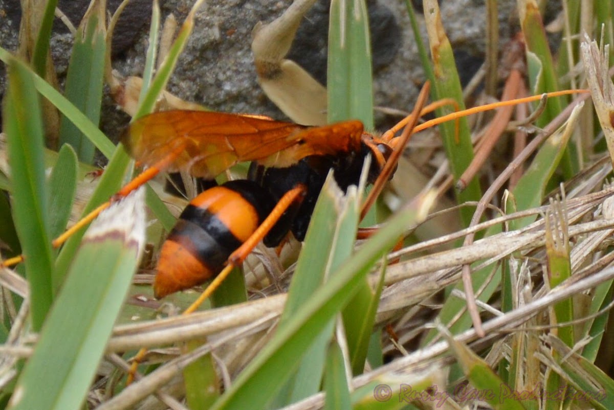 Orange Spider Wasp I