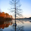 Bald Cypress