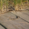 Common garter snake