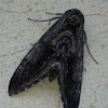 Five-spotted hawk moth