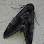 Five-spotted hawk moth