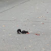 Eastern Gray Squirrel (melanistic phase)