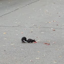 Eastern Gray Squirrel (melanistic phase)