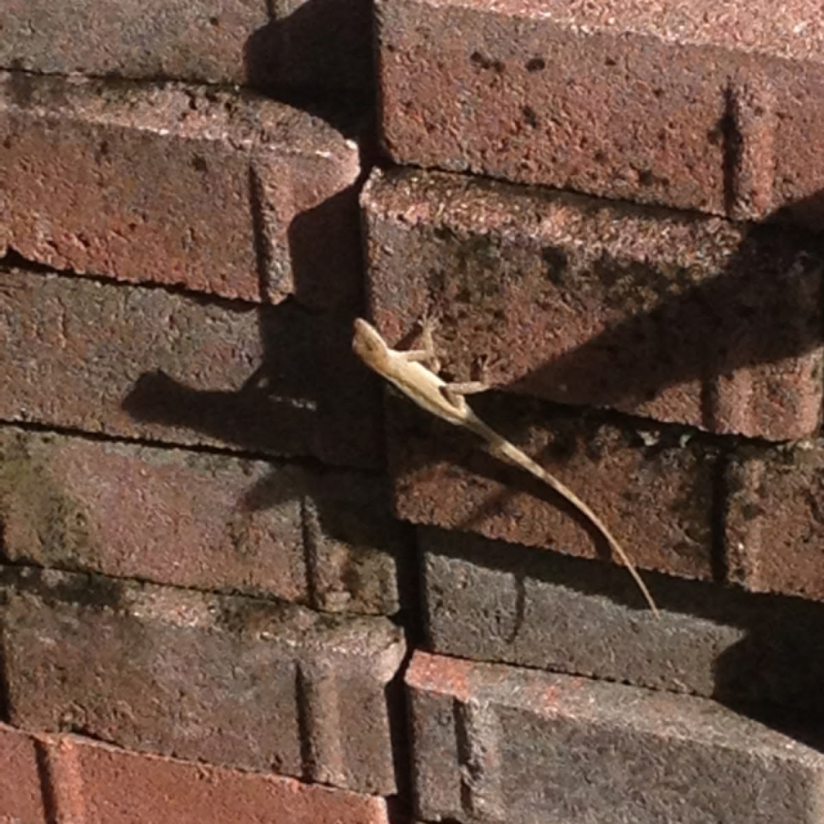 brown anole