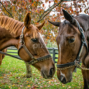 Friends by Paulo Peres - Animals Horses