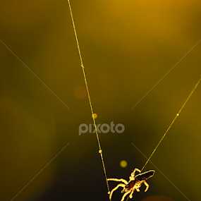 Inside the Light by Iwan Zack - Animals Insects & Spiders