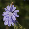 Chicory, Wegwarte