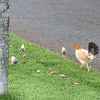 Feral Chicken/ Moa
