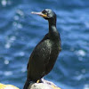 European Shag or Cormorant
