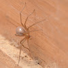 Chilean recluse spider, Araña de Rincón