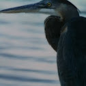 Great blue heron