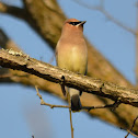 Cedar Waxwing