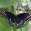 Black swallowtail