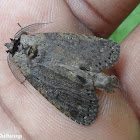 Prominent moths