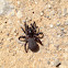 Cork-lid trapdoor spider