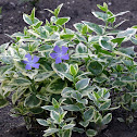 Large periwinkle