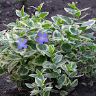 Large periwinkle