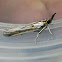 Pyralid Snout Moth